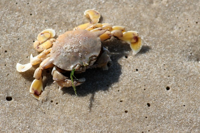 Small Crab