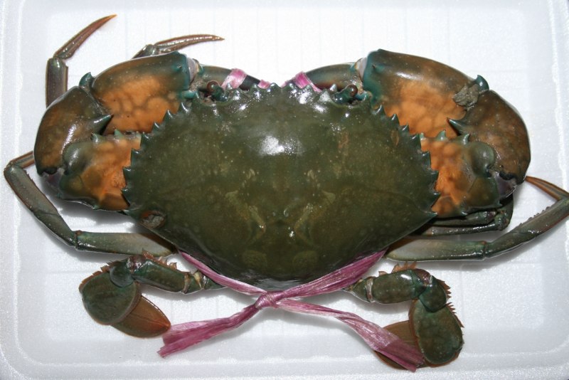 Краб морепродукты