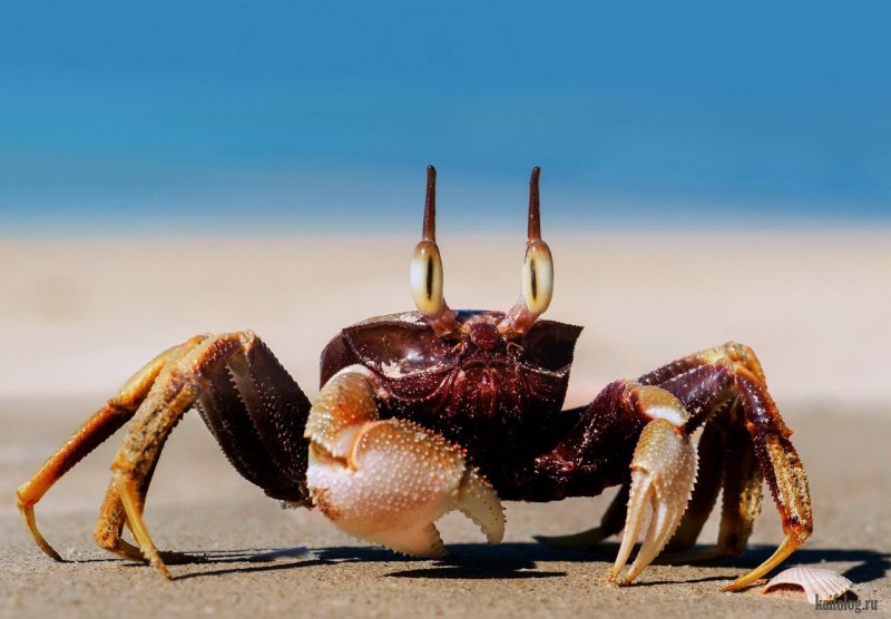 Spotted Anemone Crab