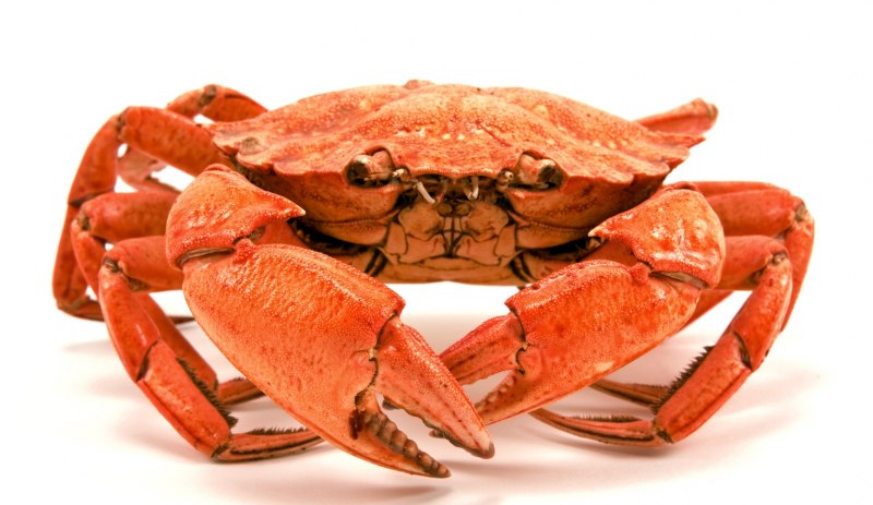 Морской краб