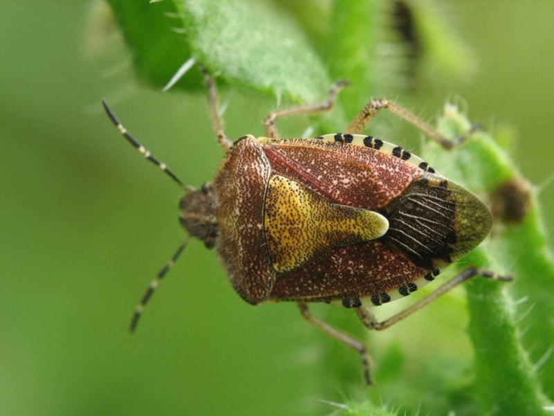 Коричнево-мраморный клоп (Halyomorpha halys)