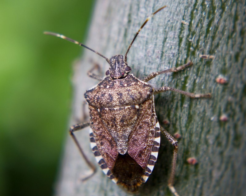 Нимфа клопа Halyomorpha halys