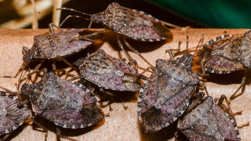 Halyomorpha halys