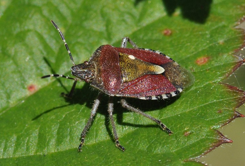Brown marmorated stink Bug