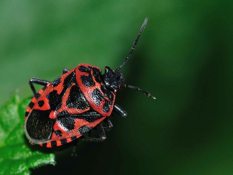 Halyomorpha halys