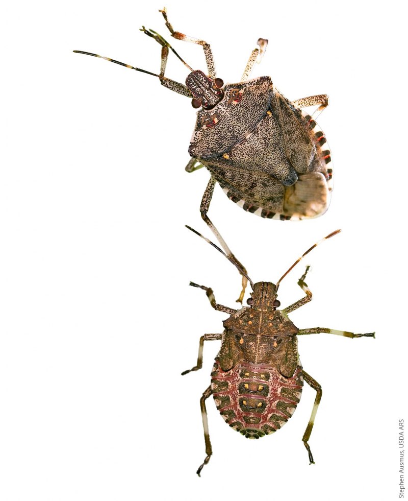 Eurydema ventralis