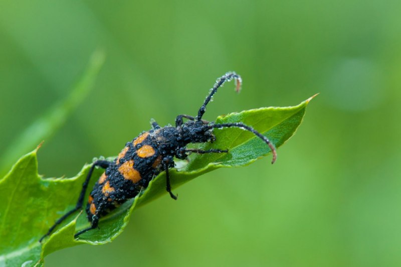 Нимфа клопа Halyomorpha halys