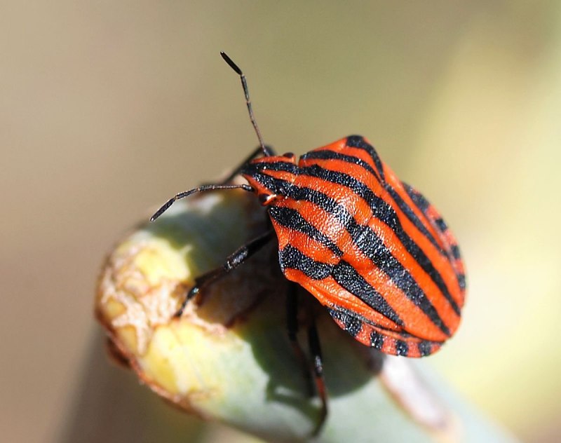 Коричнево-мраморный клоп (Halyomorpha halys)
