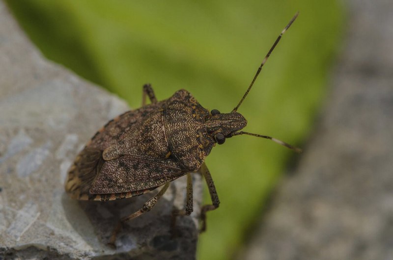 Palomena prasina
