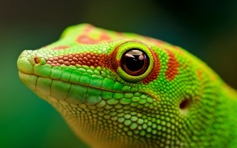 Gekko smithii