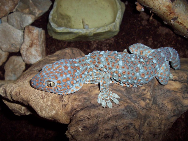 Токи (Gekko Gecko)