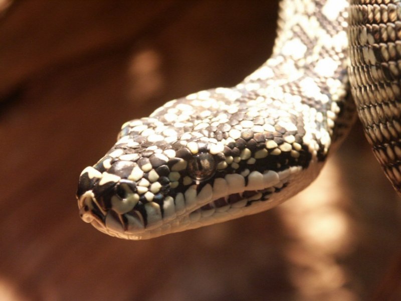 Чёрная мамба Dendroaspis polylepis