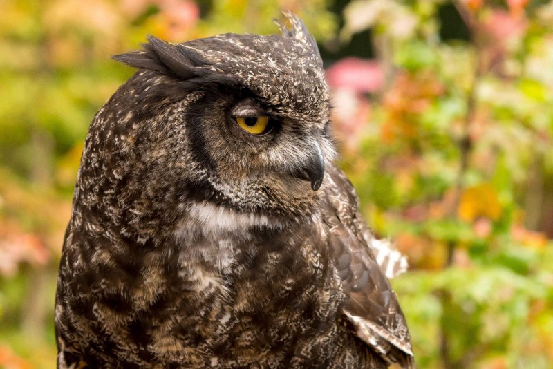 Филин (the Owl) 1991