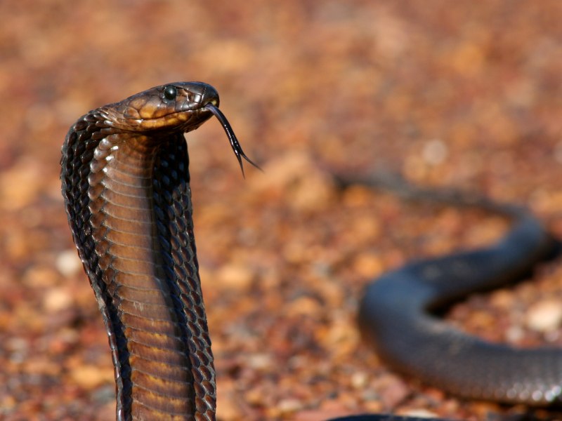 Ophiophagus Hannah