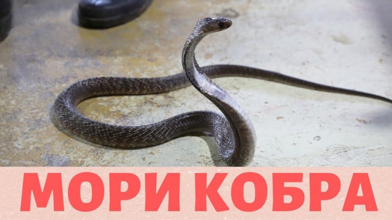 Змея с большой шеей