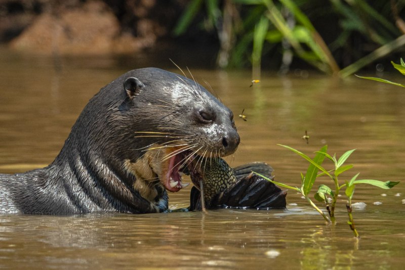 Выдра Pteronura Brasiliensis