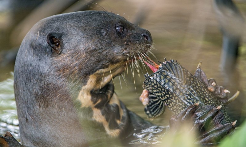South American giant River Otter