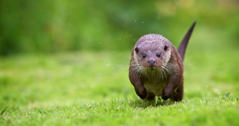 Giant River Otter
