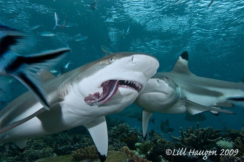Carcharhinus leucas