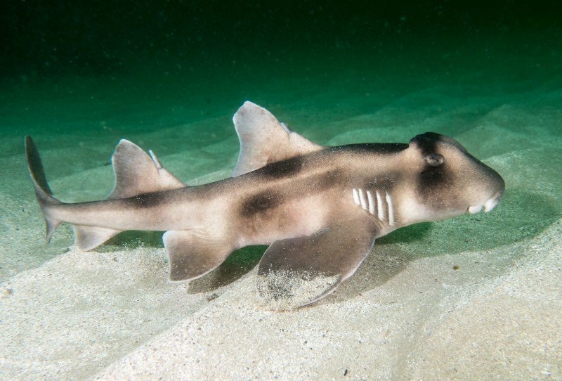 Никарагуанская акула Carcharhinus nicaraguensis