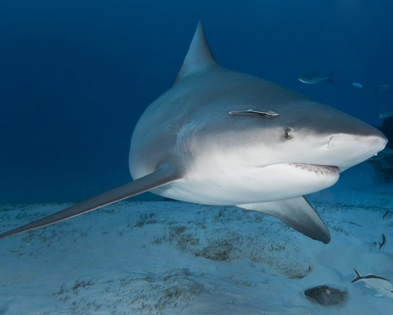 Bull Shark акула