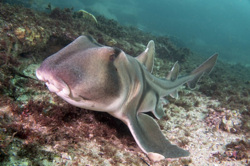 Heterodontus portusjacksoni