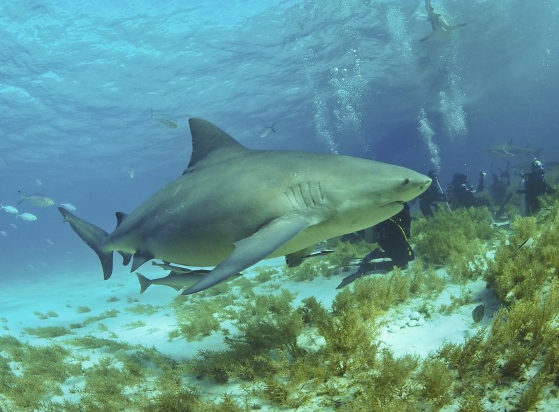 Heterodontus japonicus