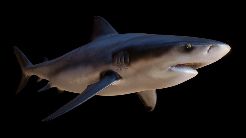 Bull Shark акула
