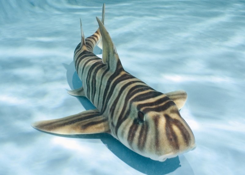 Heterodontus portusjacksoni