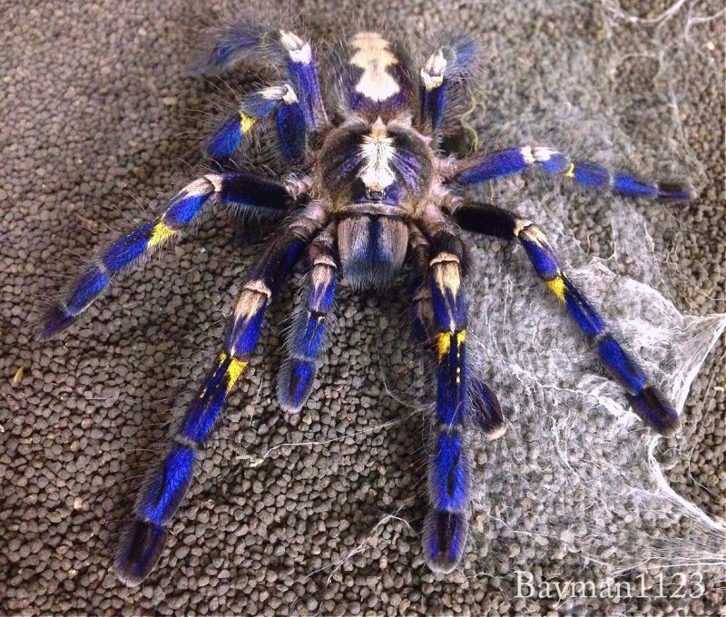 Тарантул Poecilotheria Metallica