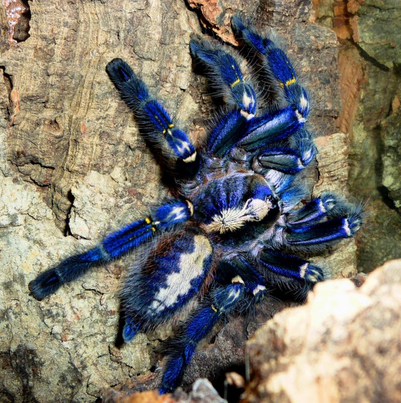 Poecilotheria Metallica паук