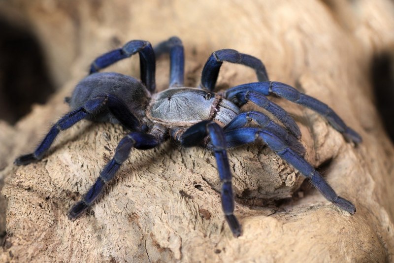 Паук птицеед Poecilotheria Metallica