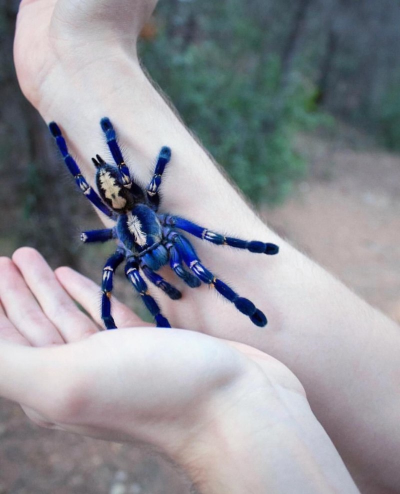 Синий птицеед Poecilotheria Metallica