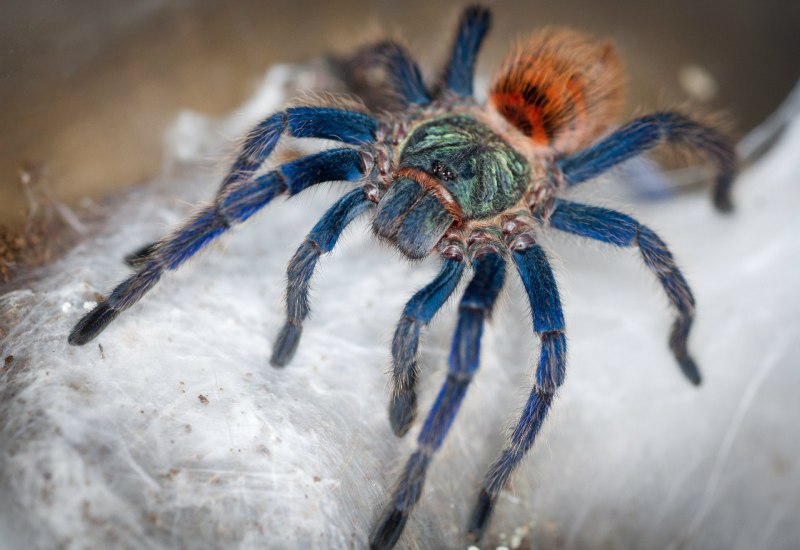 Cobalt Blue Tarantula