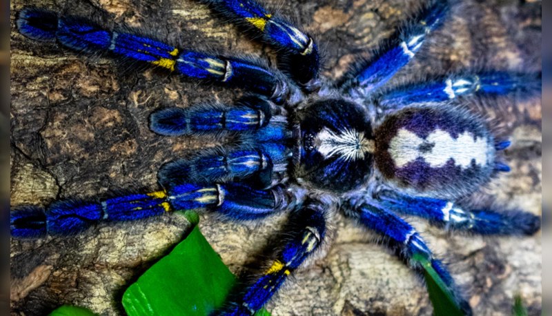 Poecilotheria Metallica паук