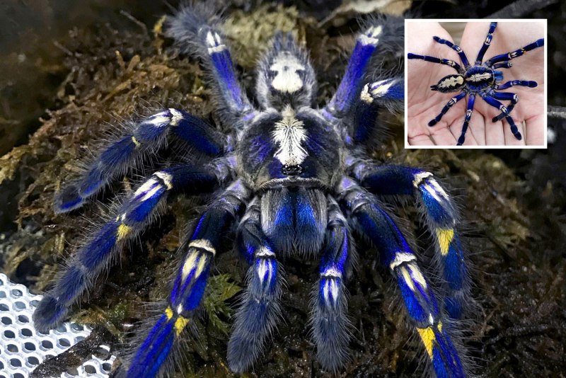 Poecilotheria Metallica паук