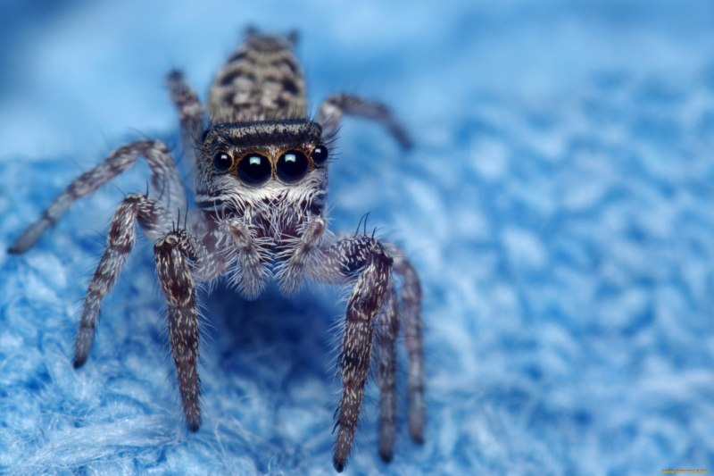 Паук птицеед Poecilotheria