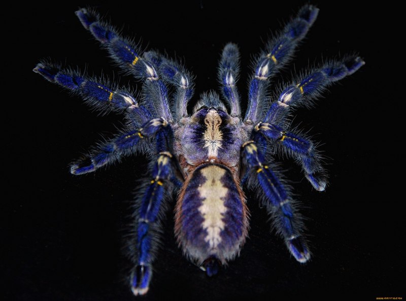 Паук Chromatopelma cyaneopubescens