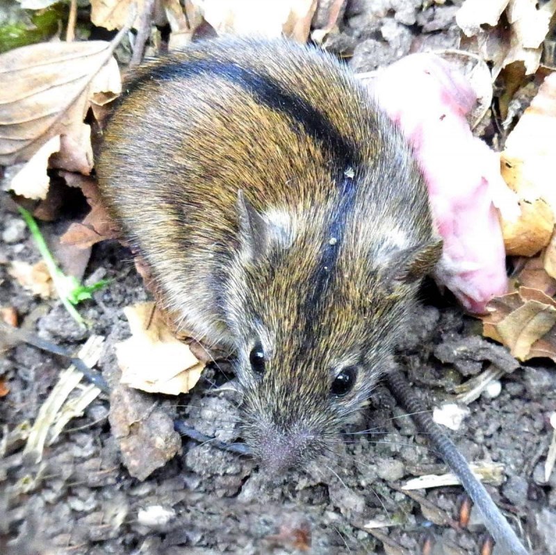 Лесная мышь (Sylvaemus sylvaticus)
