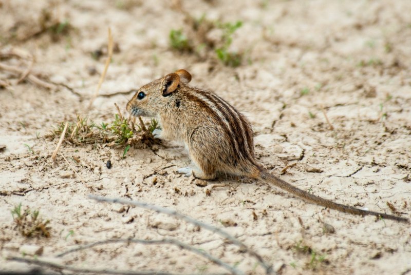 Rhabdomys pumilio