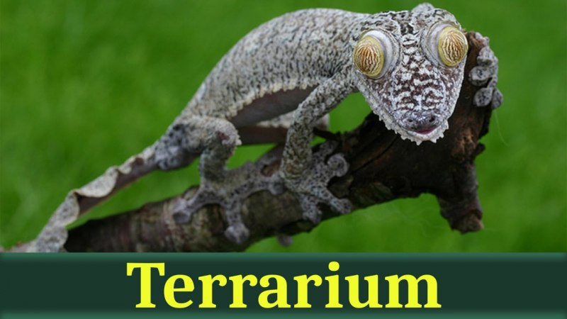 Листохвостый геккон (Uroplatus fimbriatus),