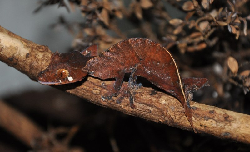 Листохвостый геккон Uroplatus phantasticus
