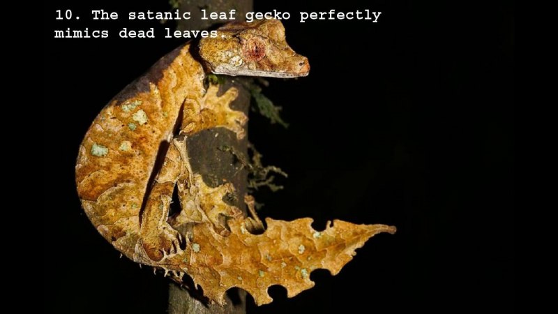 Мшистый листохвостый геккон