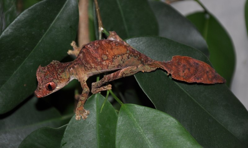 Гекконы рода Uroplatus