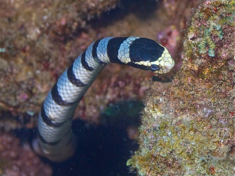 Водяной уж (Natrix tessellata)