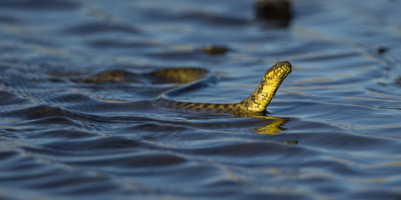 Уж в воде