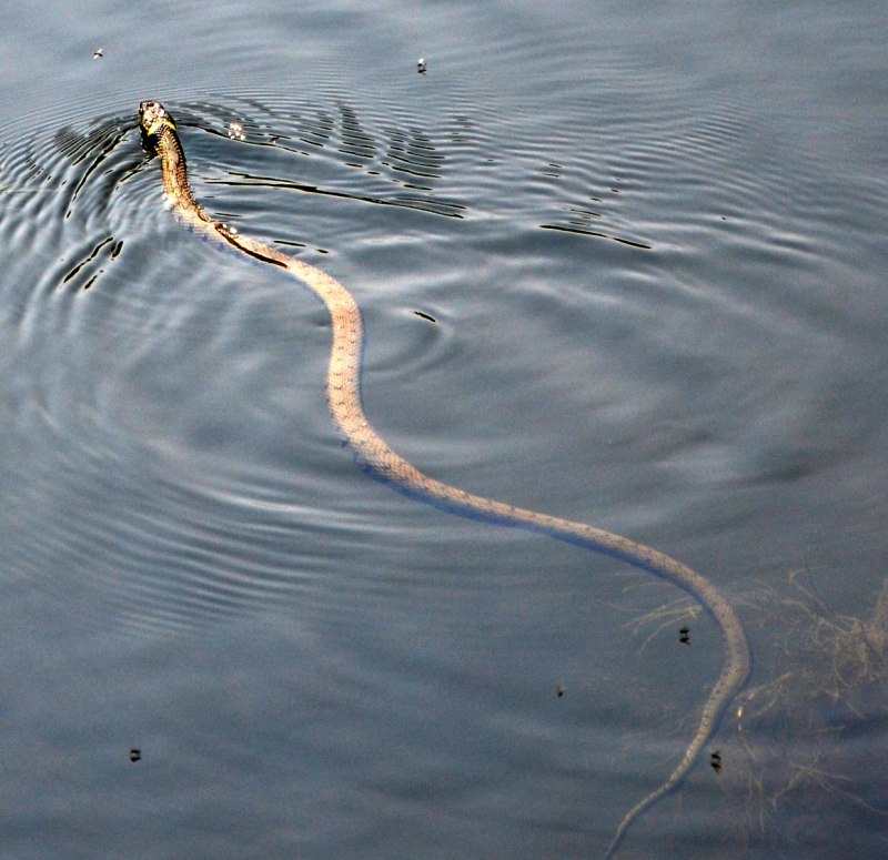 Уж в воде