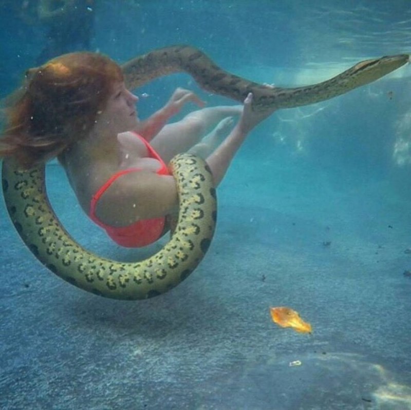 Морская змея Астроция