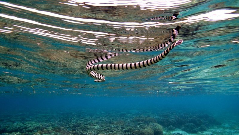 Водяная змея