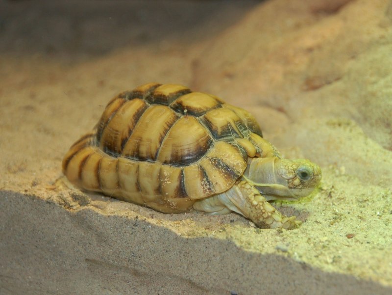 Testudo kleinmanni